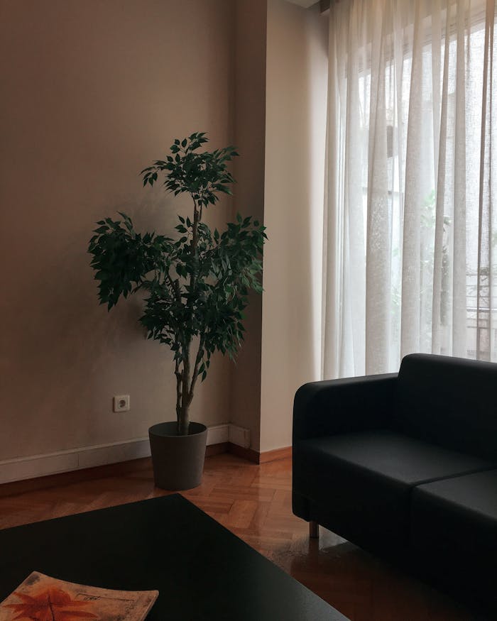 Elegant living room interior featuring a potted plant and sofa, perfect for home design inspiration.